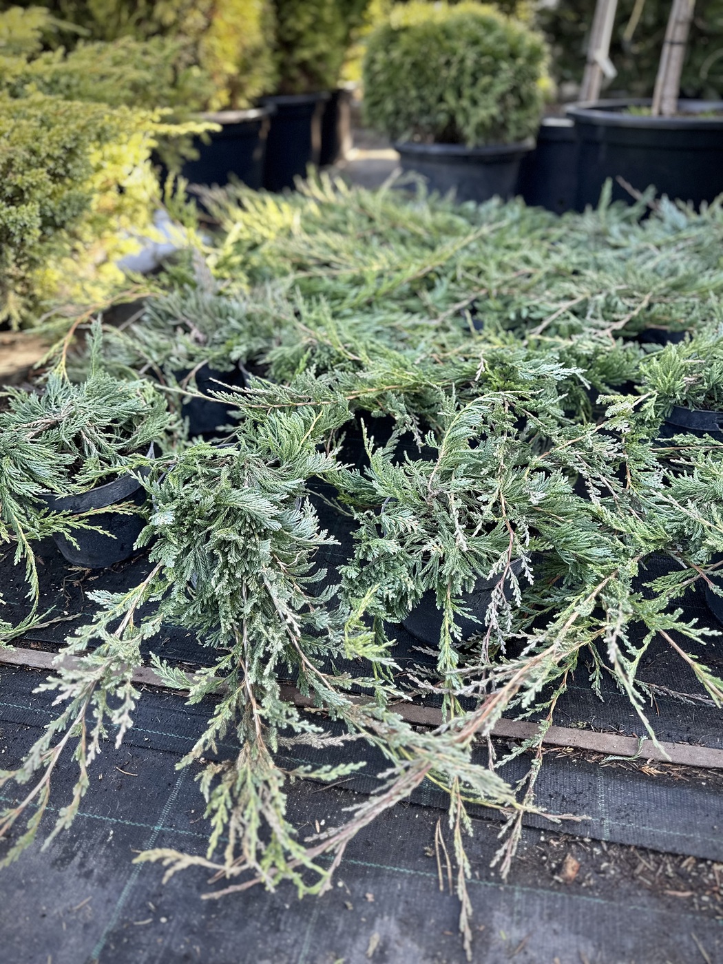 Можжевельник горизонтальный Джейд Ривер (Jade River)