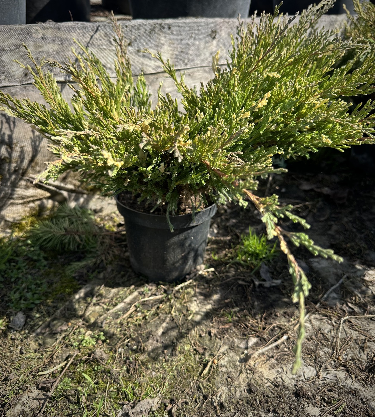 Можжевельник горизонтальный Андорра Вариегата (Andorra Variegata)