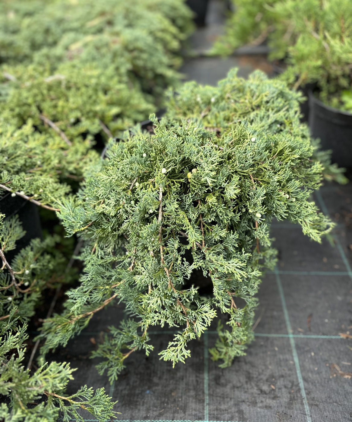 Можжевельник горизонтальный Вилтони (Wiltonii)