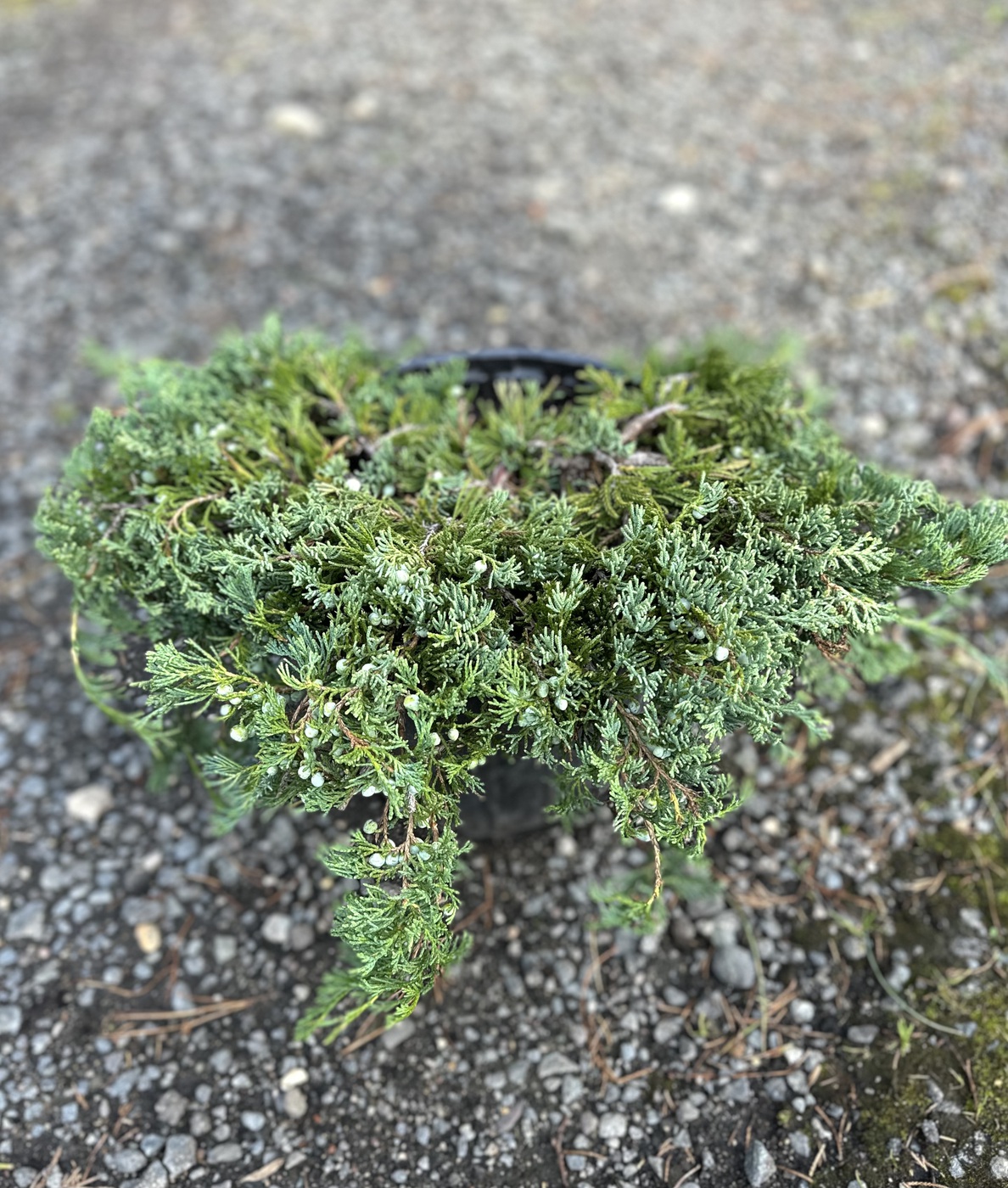 Можжевельник горизонтальный Вилтони (Wiltonii)