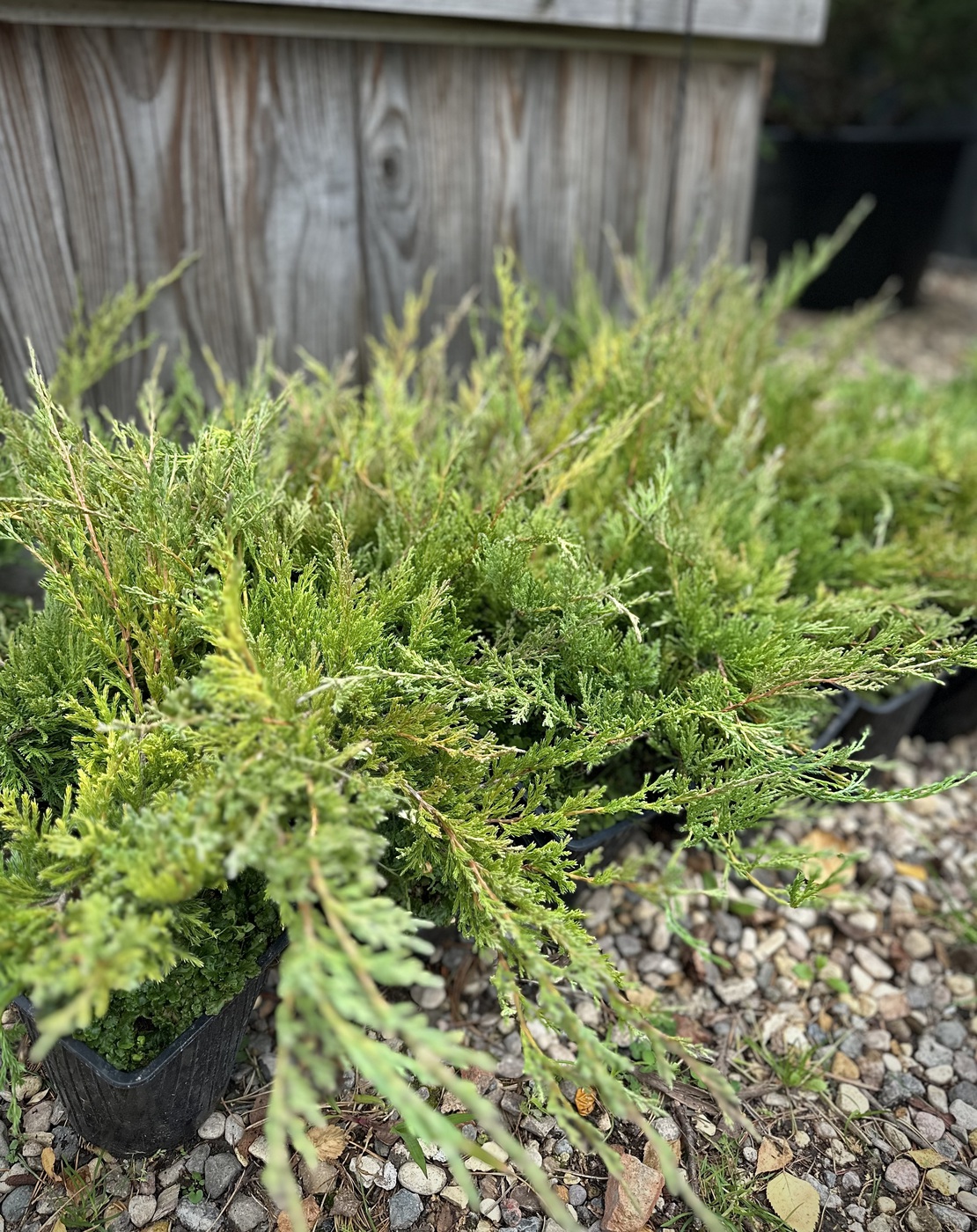 Можжевельник горизонтальный Андорра Компакт (Andorra Compact)