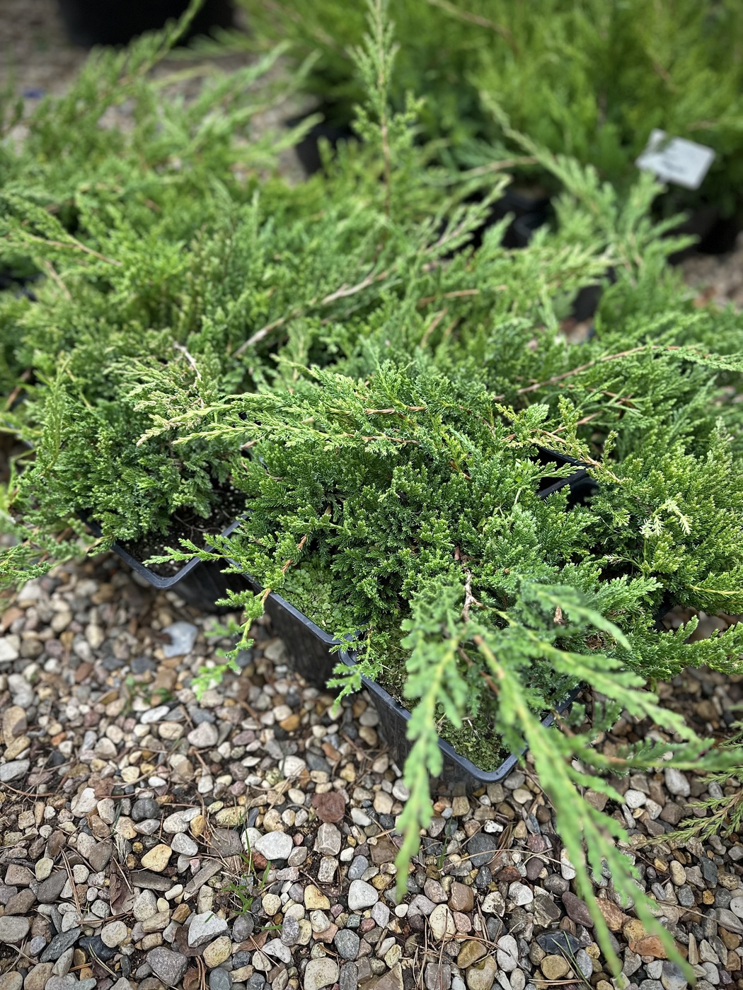 Можжевельник горизонтальный Принц оф Уэльс (Prince of Wales)