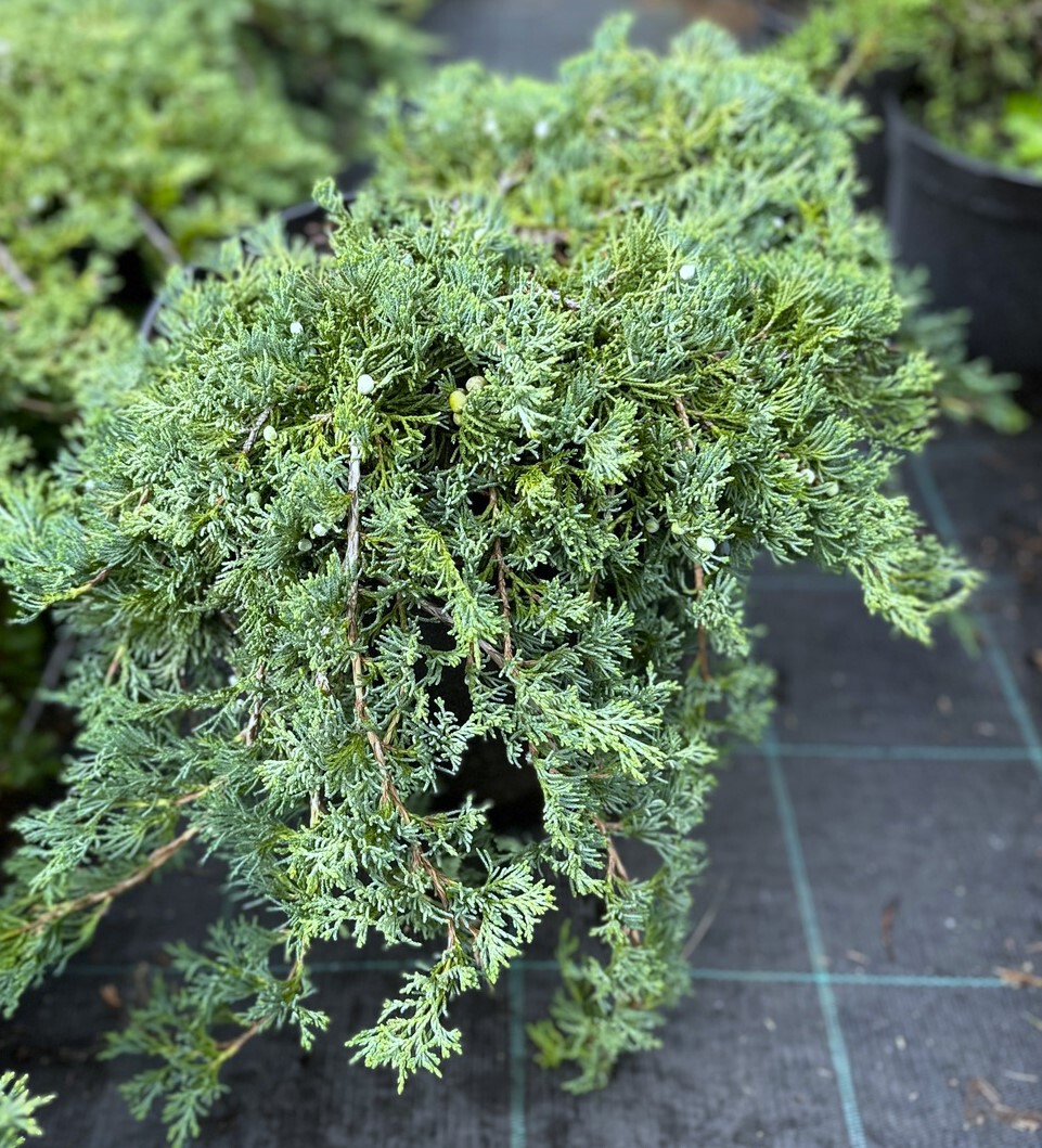 Можжевельник горизонтальный Вилтони (Wiltonii)