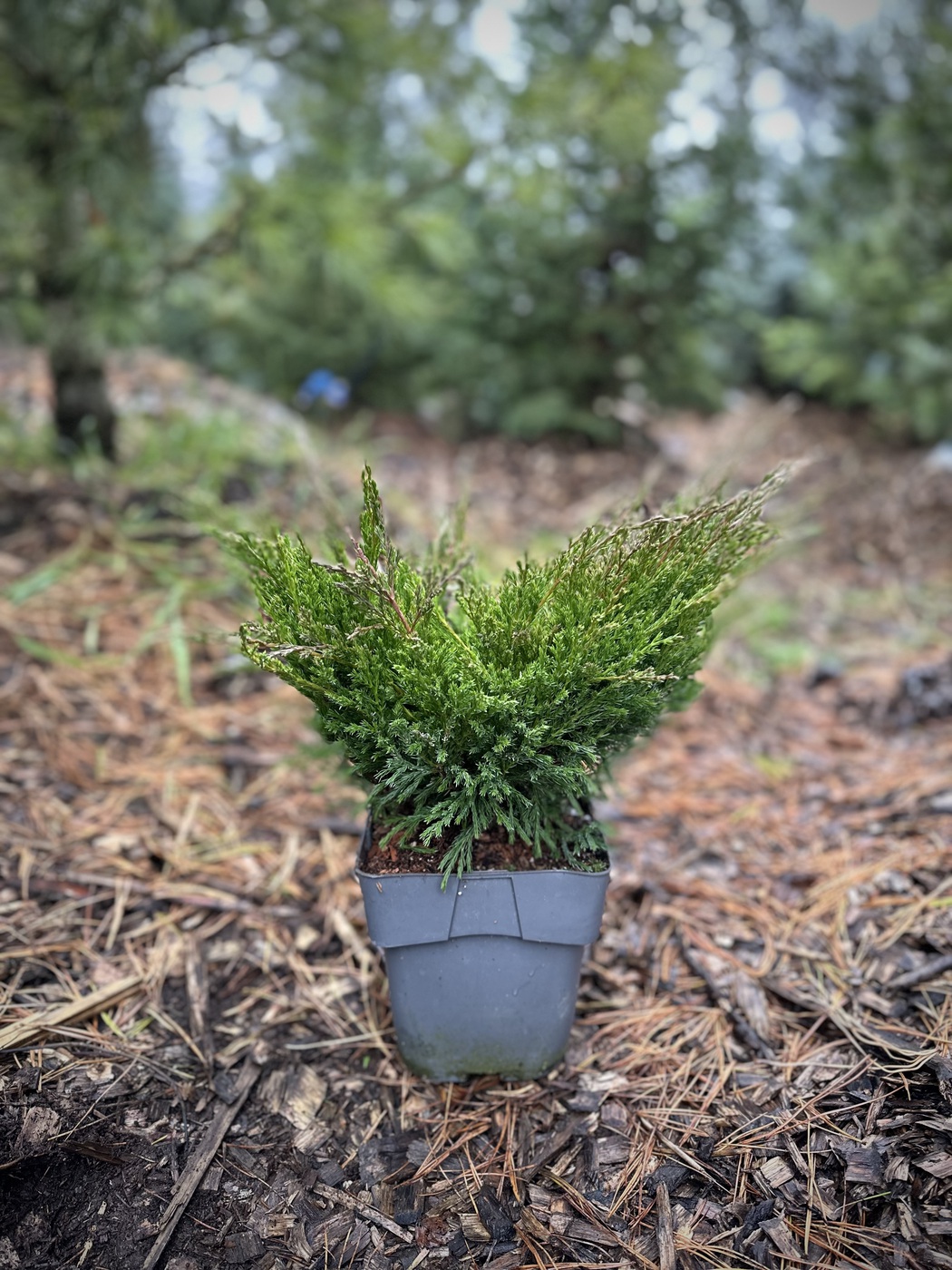 Можжевельник горизонтальный Андорра Компакт (Andorra Compact)