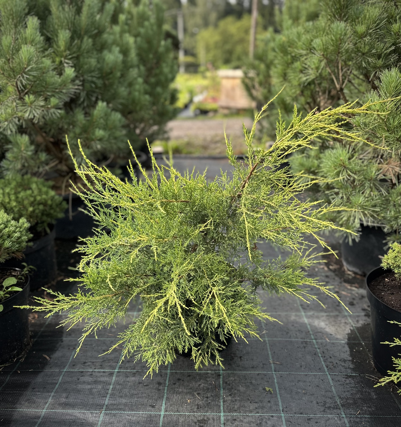 Можжевельник китайский Куривао (Kuriwao)