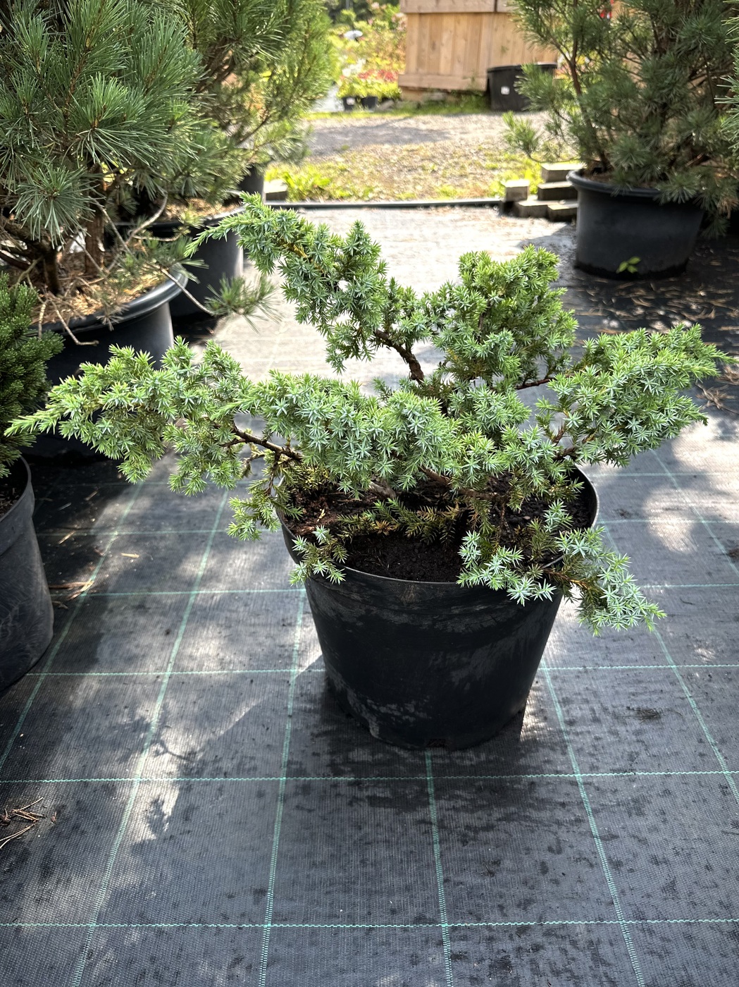 Можжевельник китайский Блю Альпс (Blue Alps)