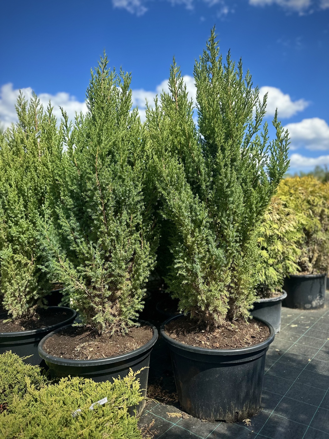 Можжевельник китайский Стрикта (Stricta)