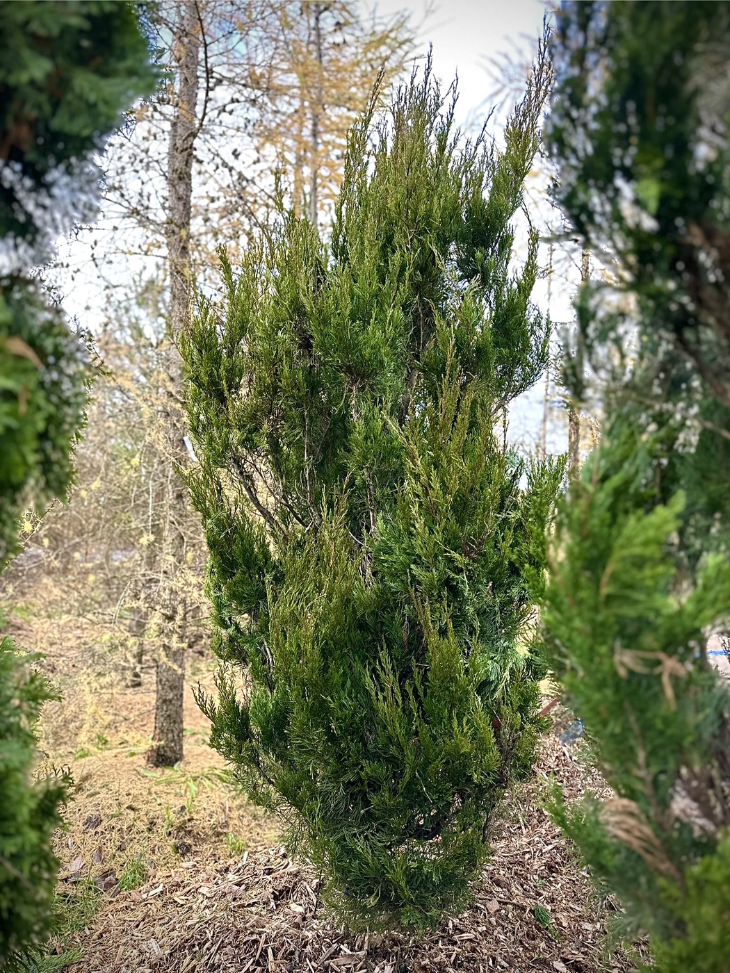 Можжевельник китайский Спартан (Spartan)
