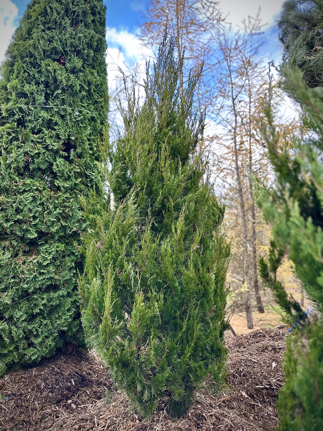 Можжевельник китайский Спартан (Spartan)