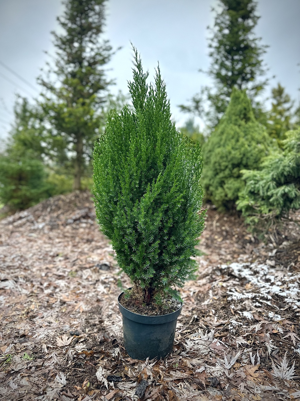 Можжевельник китайский Стрикта (Stricta)