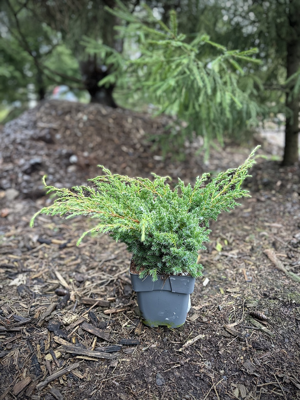 Можжевельник китайский Блю Альпс (Blue Alps)