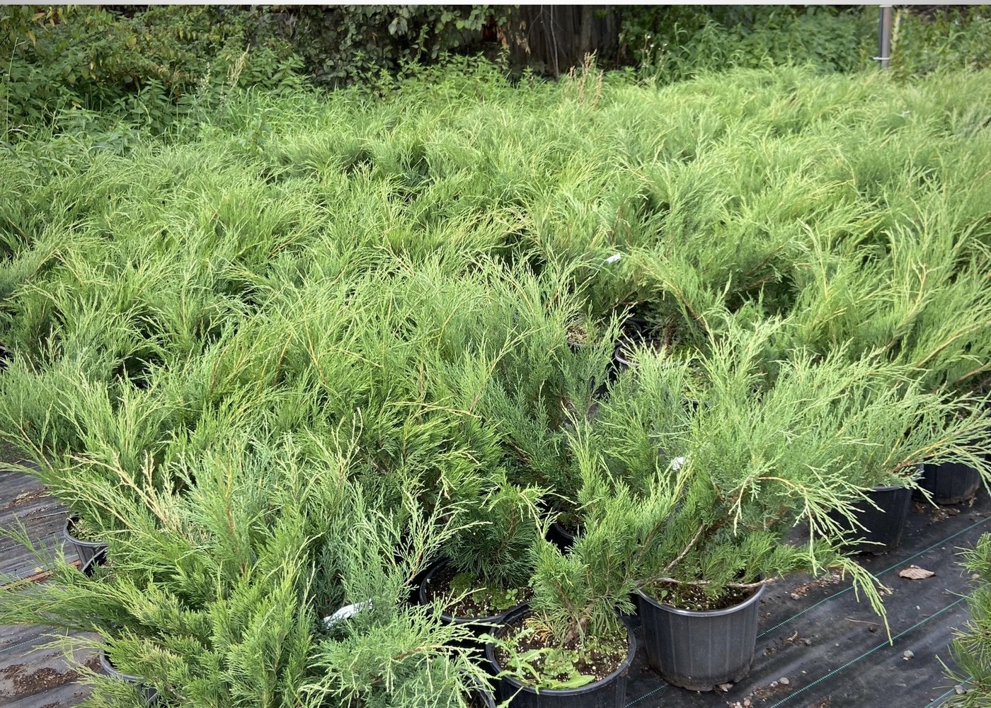 Можжевельник казацкий (Juniperus sabina)