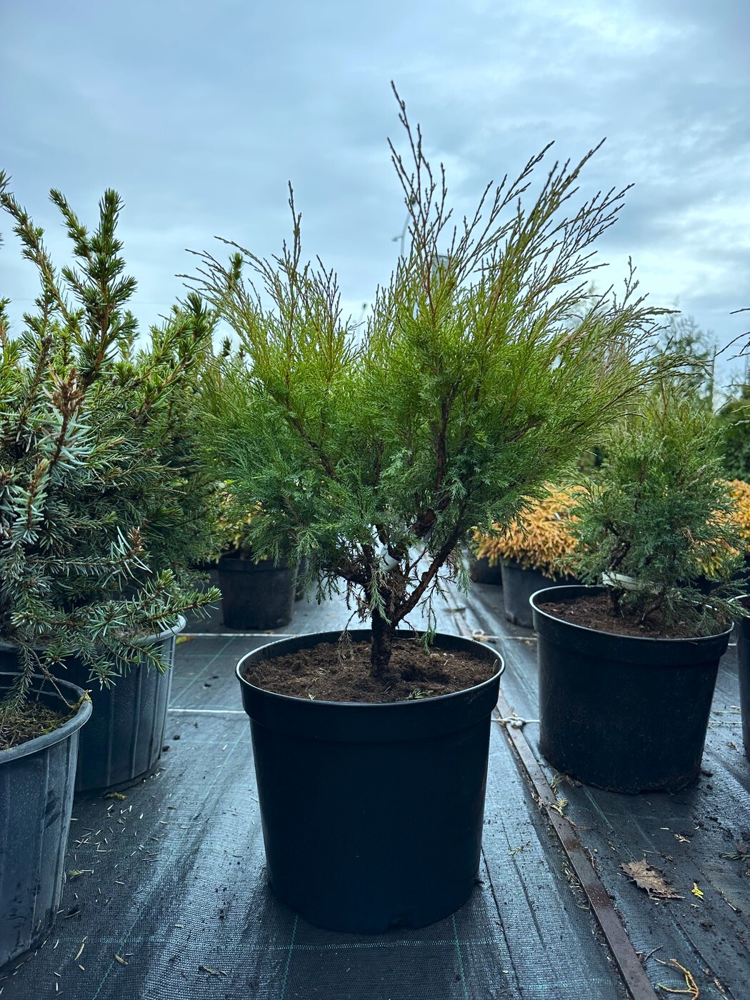 Можжевельник казацкий Блю Дануб (Blue Danube)