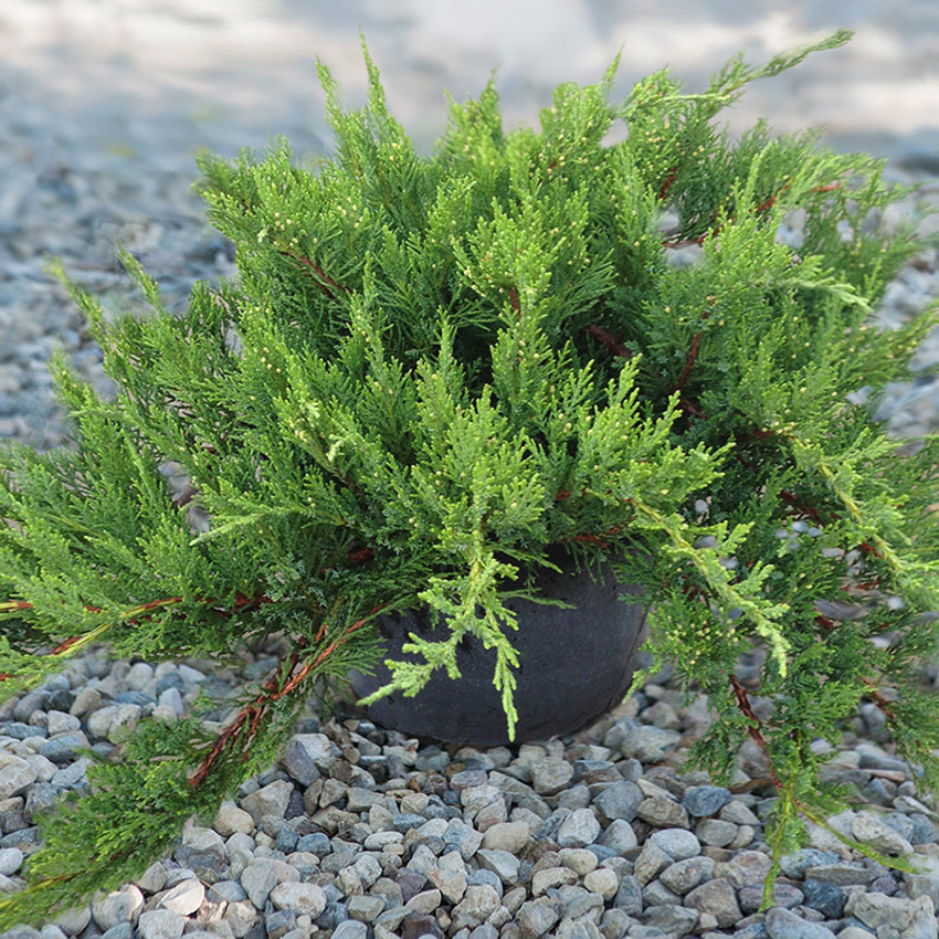 Можжевельник казацкий Тамарисцифолия (Tamariscifolia)