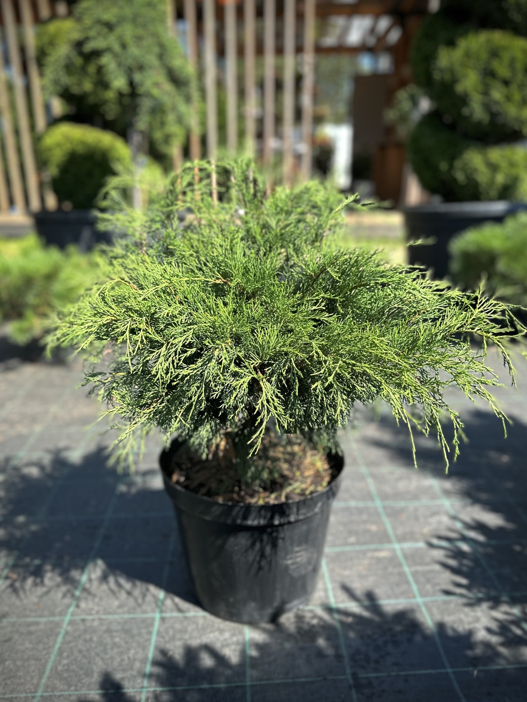 Можжевельник казацкий (Juniperus sabina)