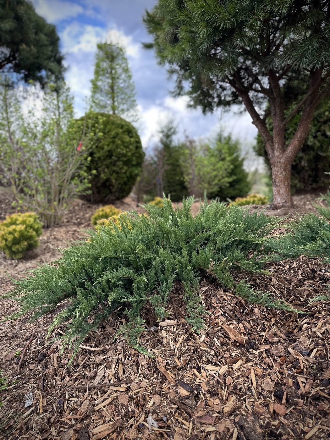 Можжевельник казацкий Тамарисцифолия (Tamariscifolia)