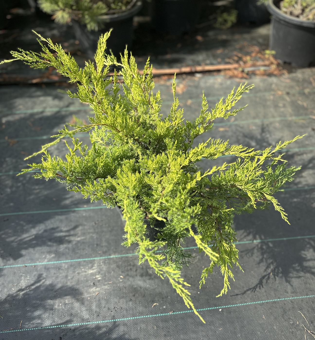 Можжевельник казацкий `Тамарисцифолия``Tamariscifolia`