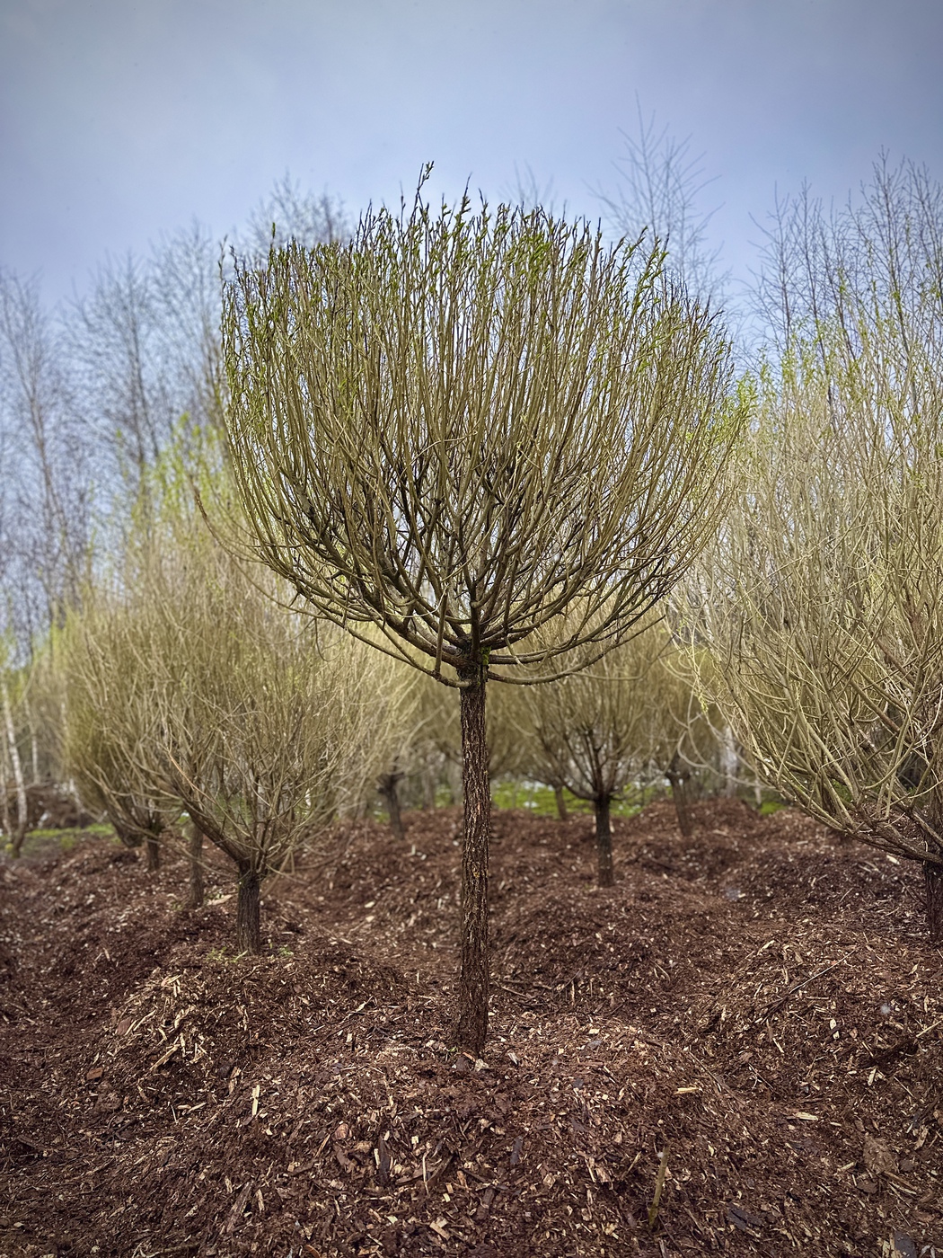 Ива ломкая Булата (Bullata)