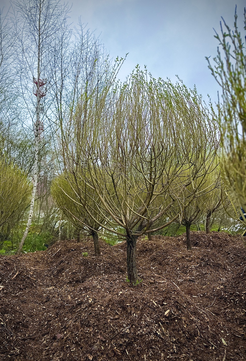 Ива ломкая Булата (Bullata)