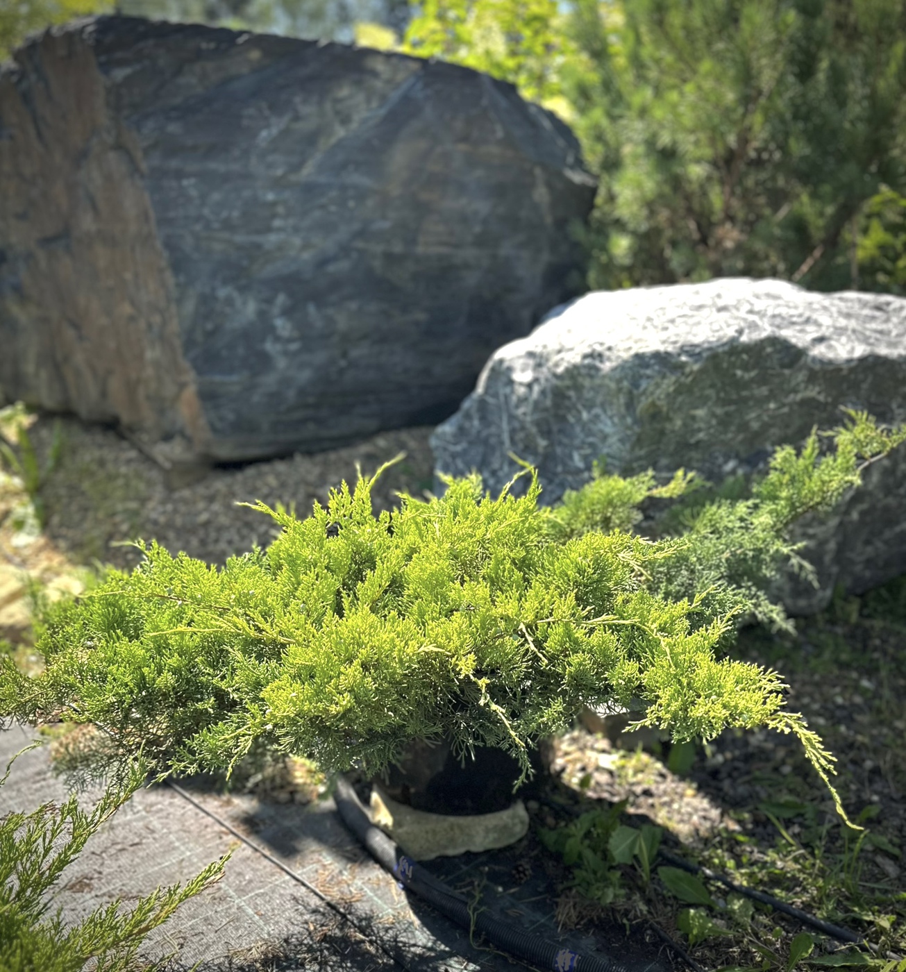 Можжевельник виргинский Голден Спринг (Golden Spring)