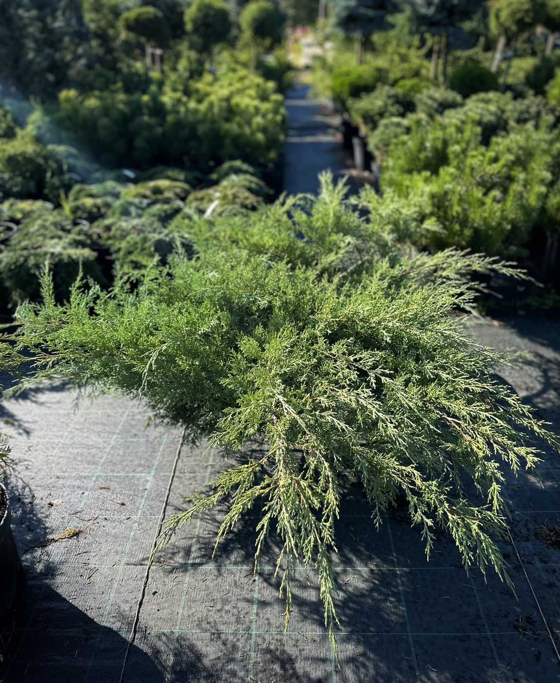 Можжевельник виргинский Грей Оул (Grey Owl)