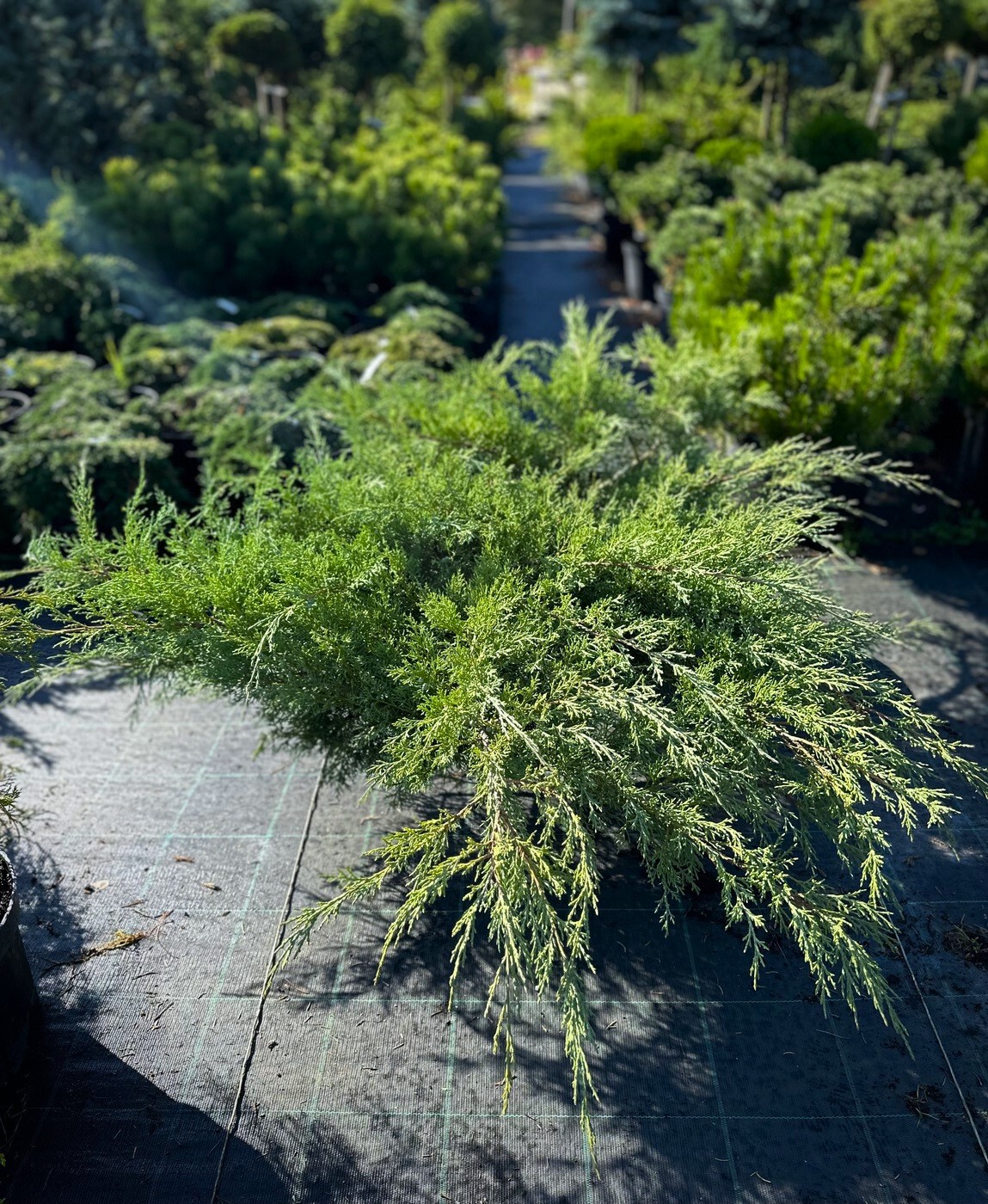 Можжевельник виргинский Грей Оул (Grey Owl)
