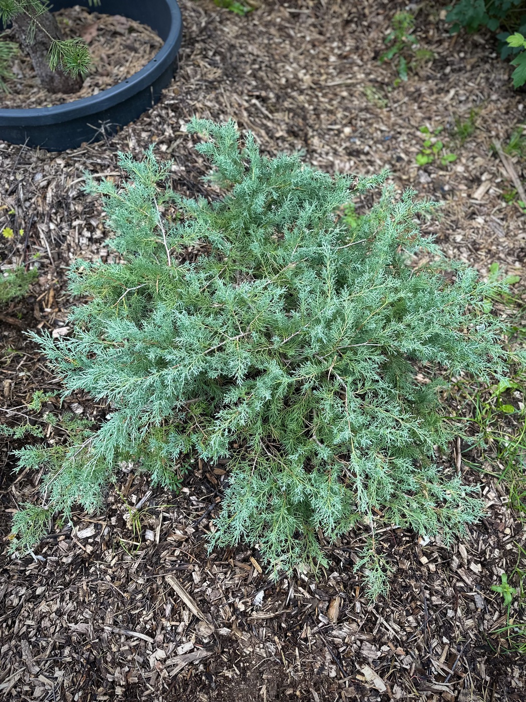 Можжевельник виргинский Грей Оул (Grey Owl)