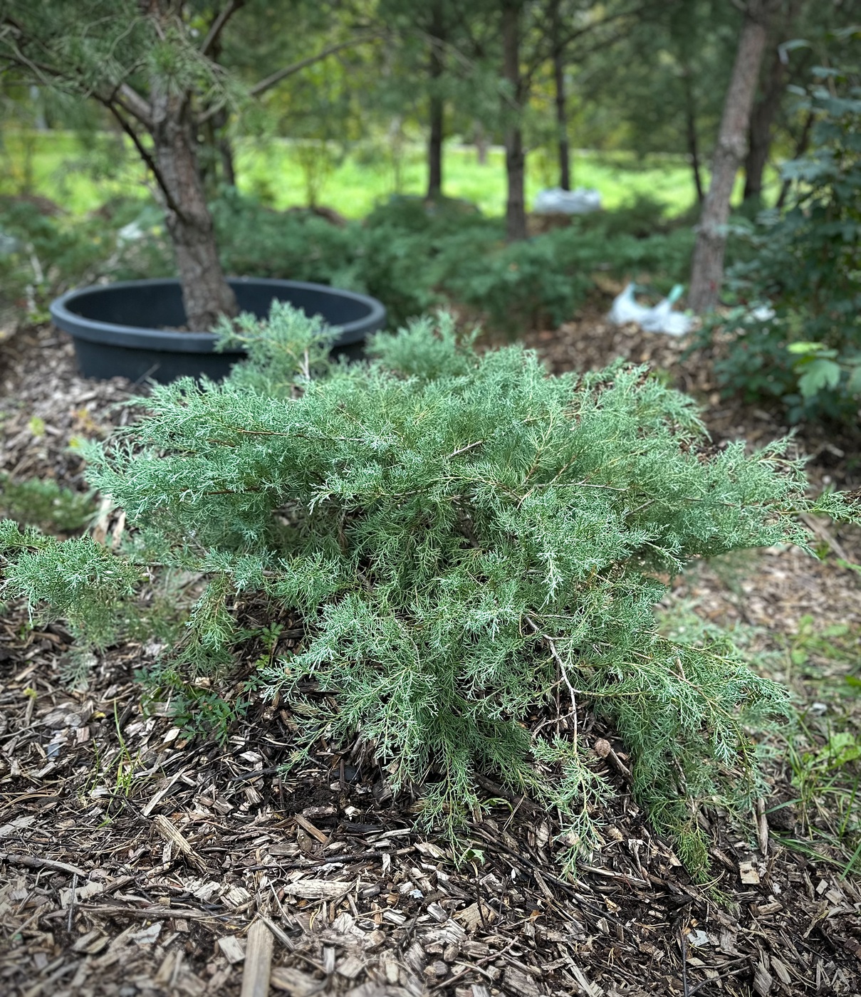 Можжевельник виргинский Грей Оул (Grey Owl)