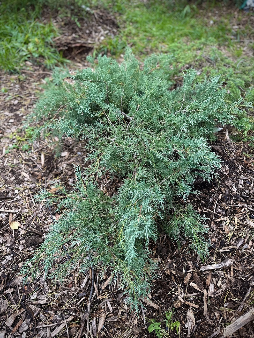 Можжевельник виргинский Грей Оул (Grey Owl)
