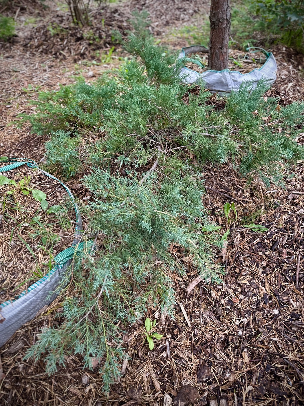 Можжевельник виргинский Грей Оул (Grey Owl)