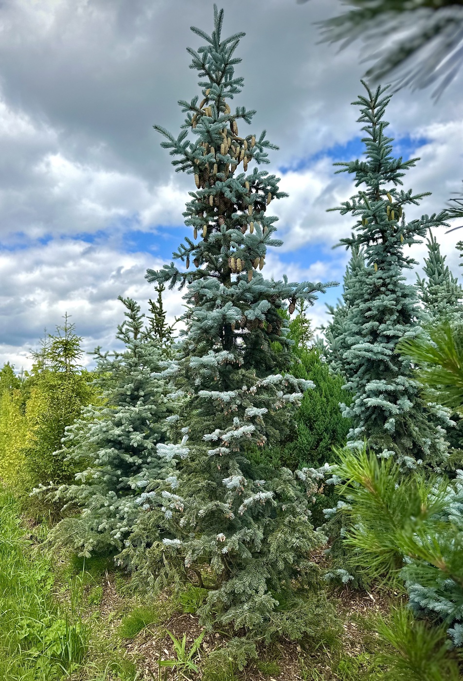 Ель колючая `Хупси` `Hoopsii`