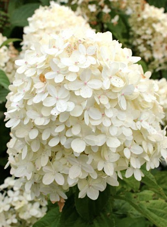 Гортензия метельчатая Коттон Крим (Cotton Cream)
