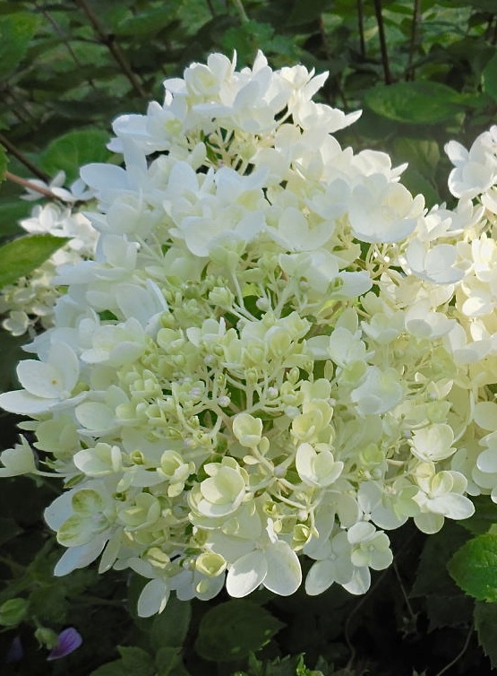 Гортензия метельчатая Бомбшелл (Bombshell)