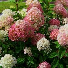 Гортензия метельчатая Бомбшелл (Bombshell) — изображение 2