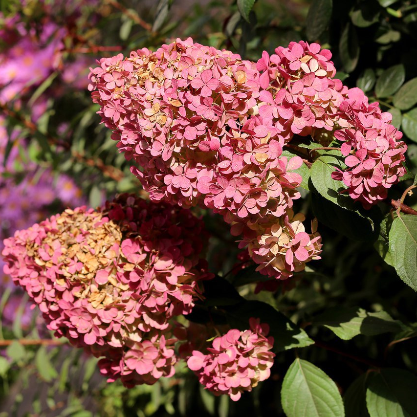 Гортензия метельчатая `Конфетти``Confetti`