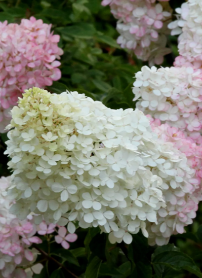 Гортензия метельчатая Литтл Блоссом (Little Blossom)