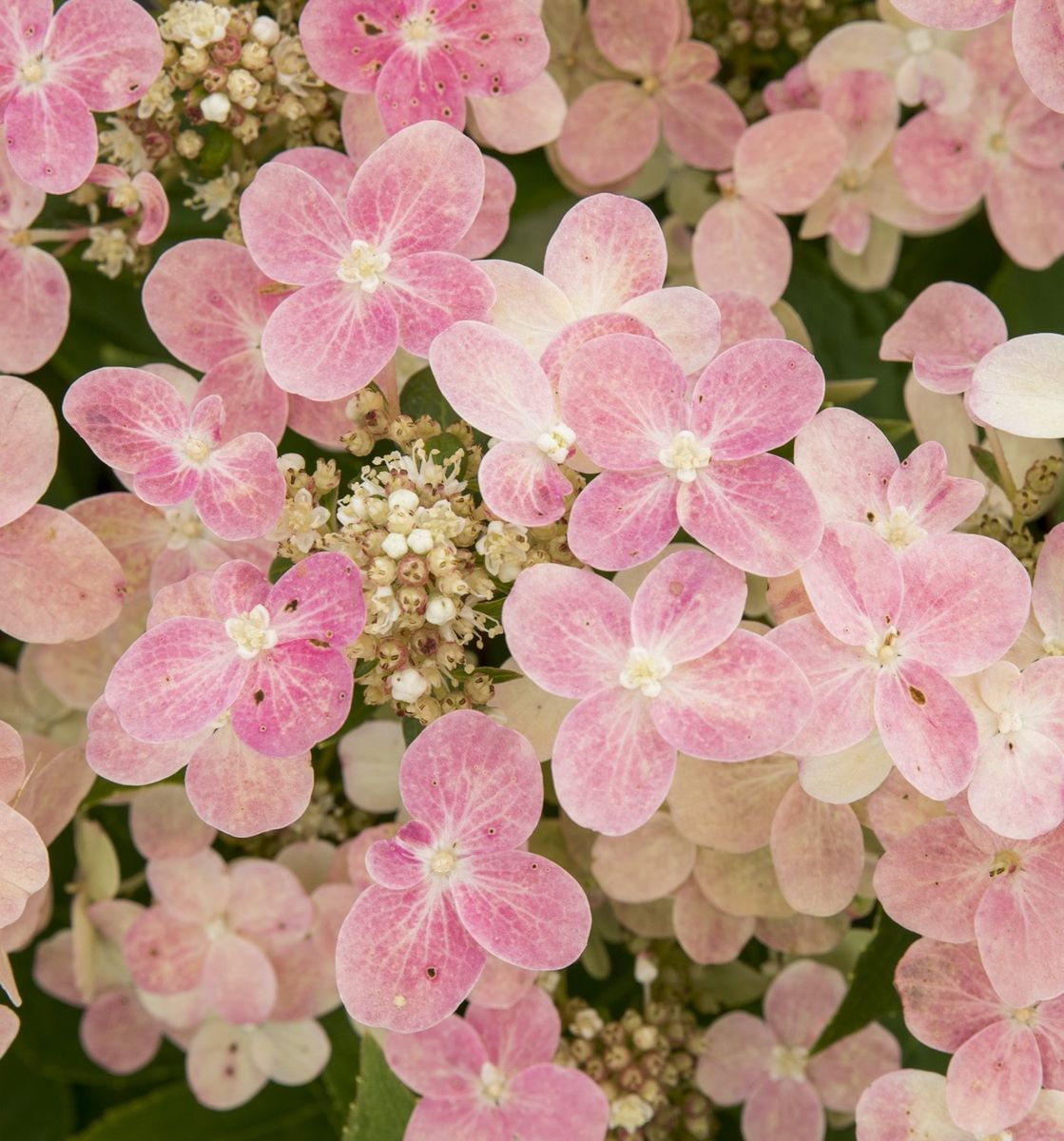 Гортензия метельчатая Полестар (Polestar)