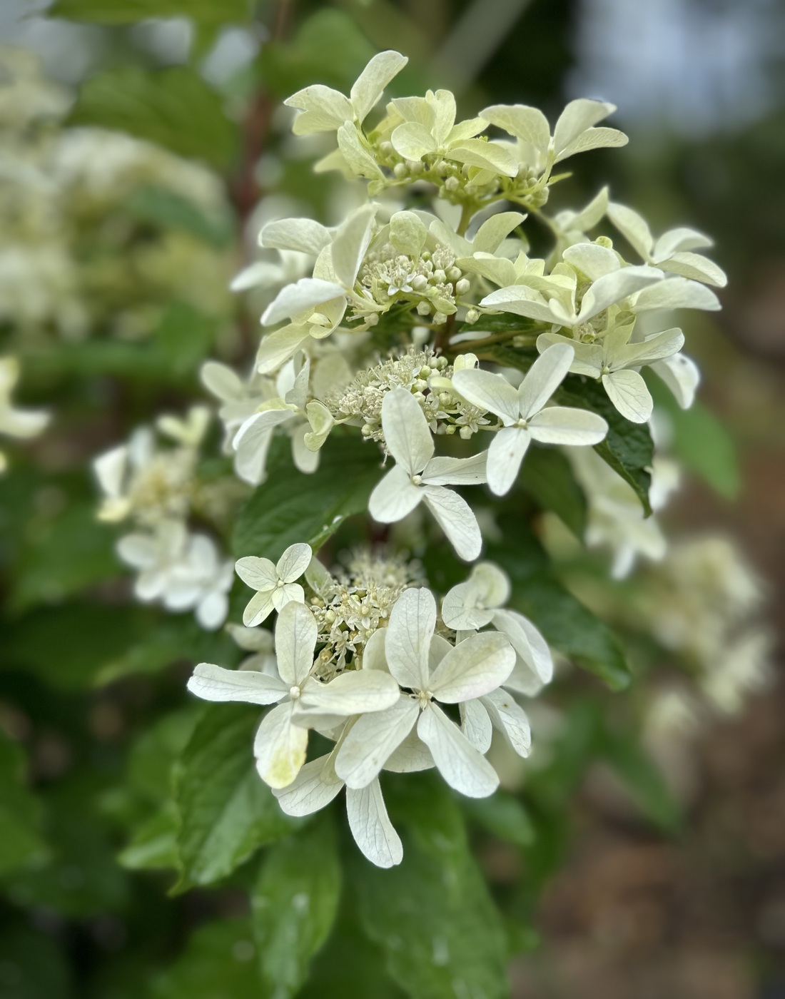 Гортензия метельчатая Стар Роуз (Star Rose)