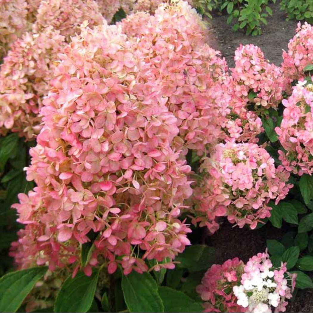 Гортензия метельчатая `Мэджикал Кэндл``Magical Candle` — изображение 2