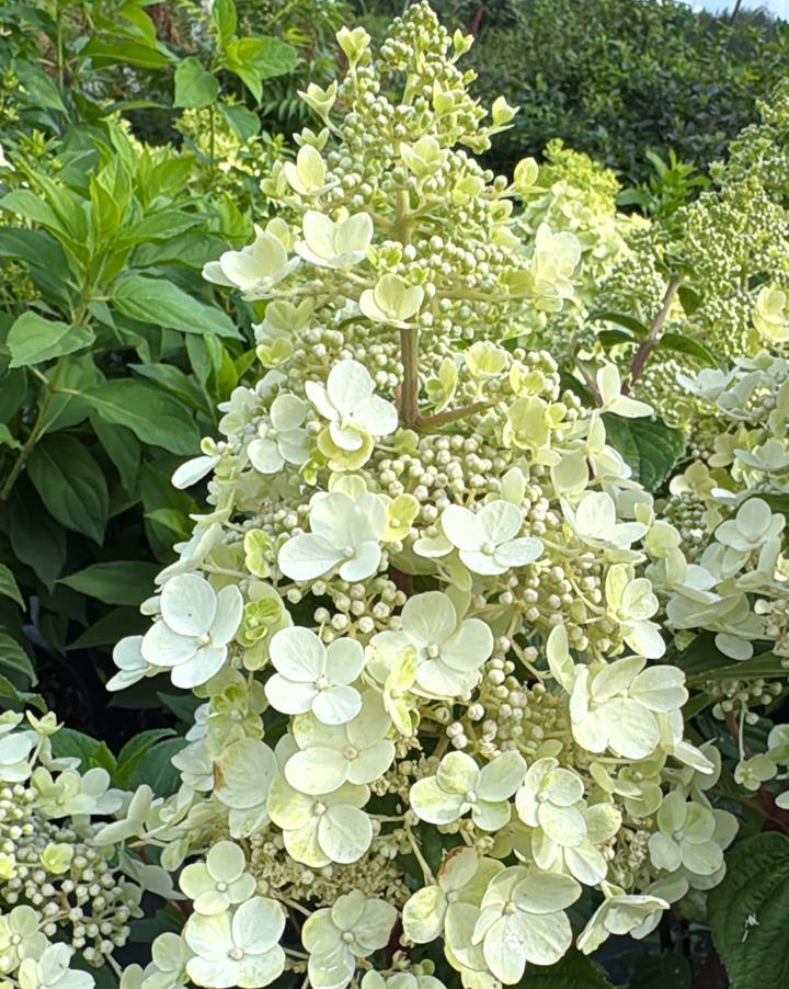 Гортензия метельчатая Би Хэппи (Bee Happy)