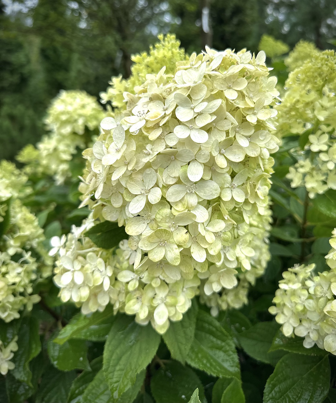 Гортензия метельчатая `Мэджикал Кэндл``Magical Candle`