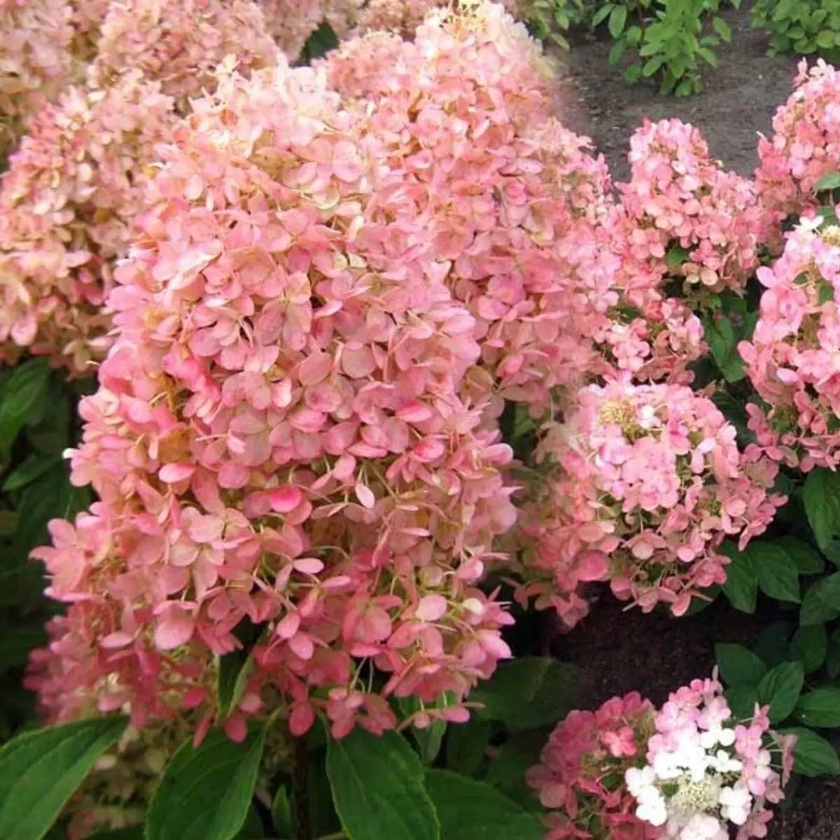 Гортензия метельчатая `Мэджикал Кэндл``Magical Candle` — изображение 2