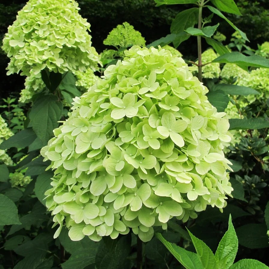 Гортензия метельчатая Мохито (Mojito)