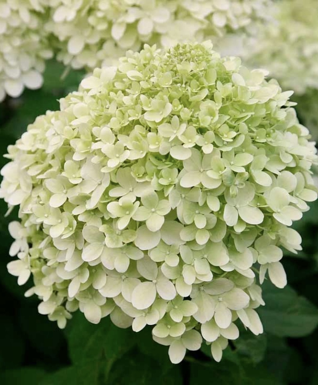 Гортензия метельчатая Литтл Коттон Крим (Little Cotton Cream)