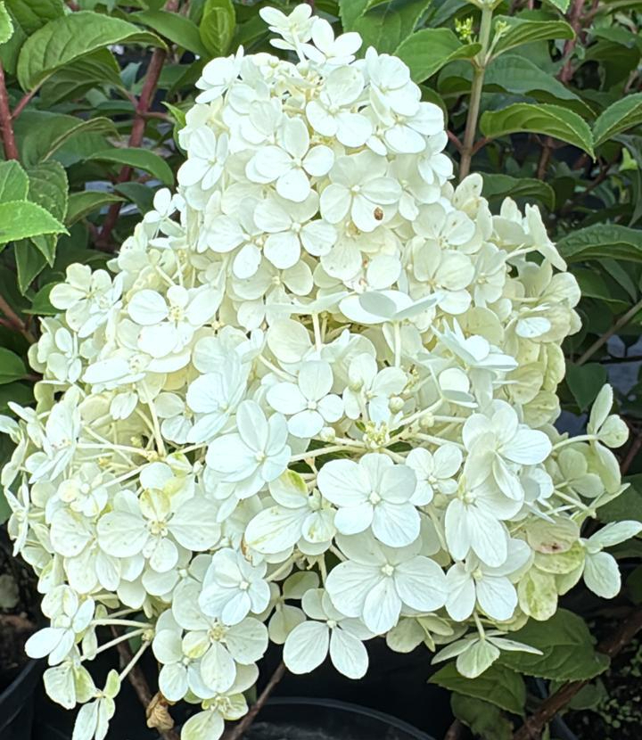 Гортензия метельчатая Бобо (Bobo)