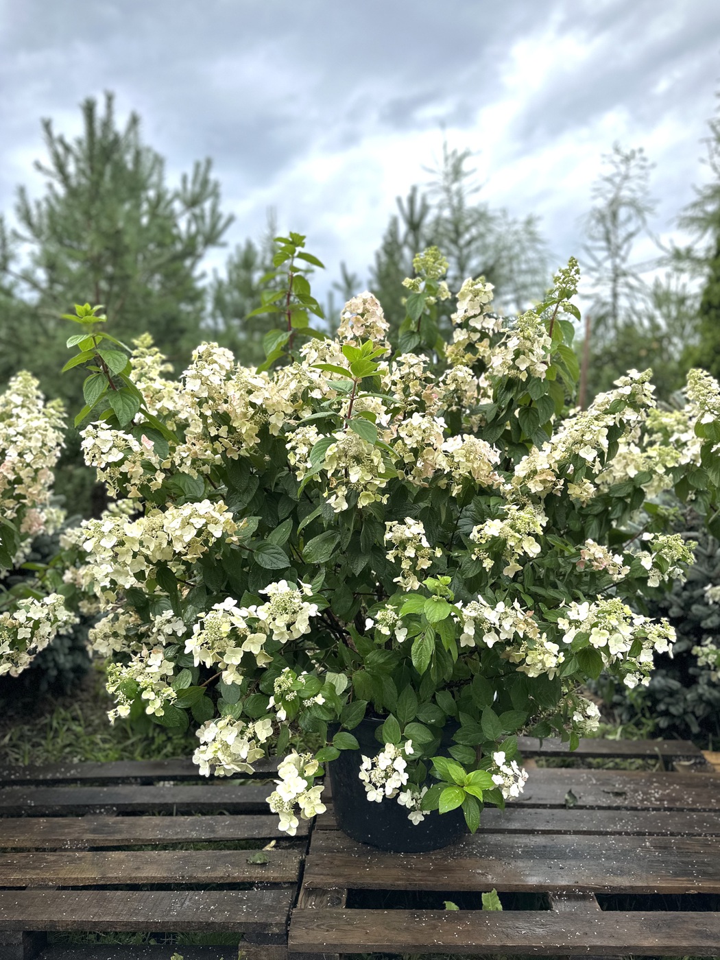 Гортензия метельчатая Мега Минди (Mega Mindy)