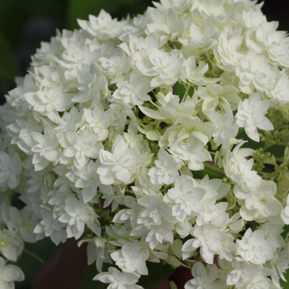 Гортензия древовидная `Дабл Аннабель``Double Annabelle`