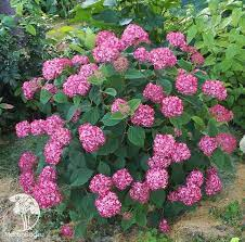 Гортензия древовидная `Руби Аннабель``Ruby Annabelle`