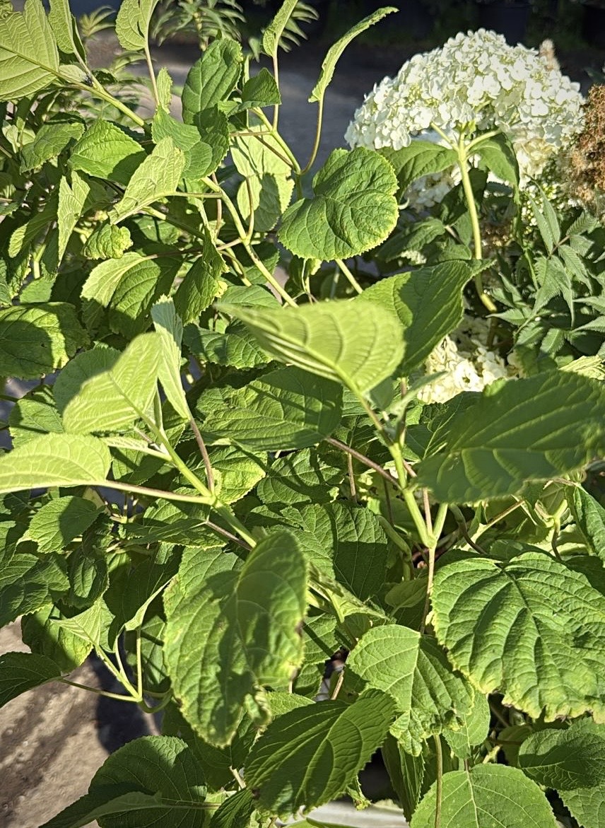 Гортензия древовидная `Аннабель``Annabelle`