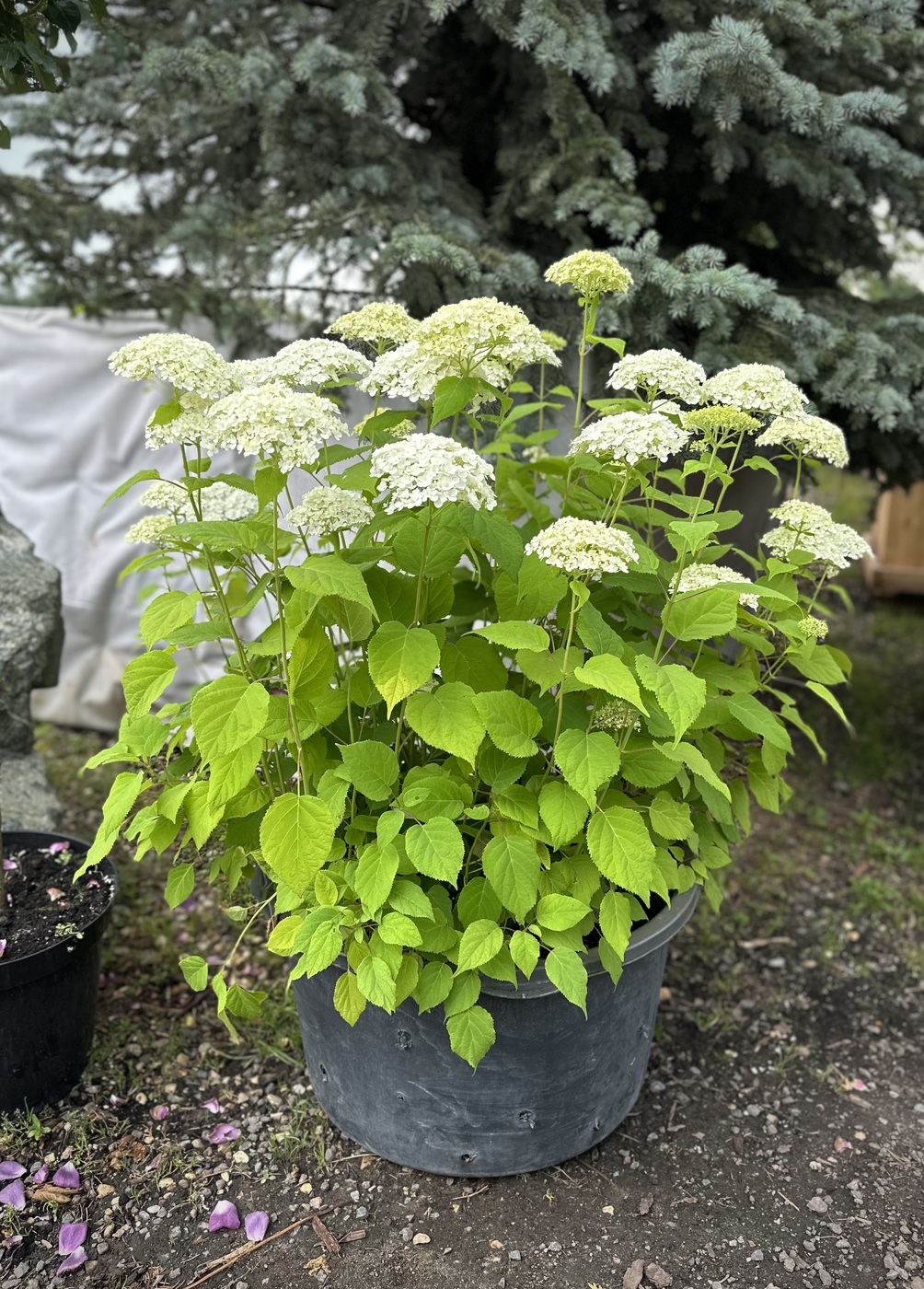 Гортензия древовидная `Аннабель``Annabelle`